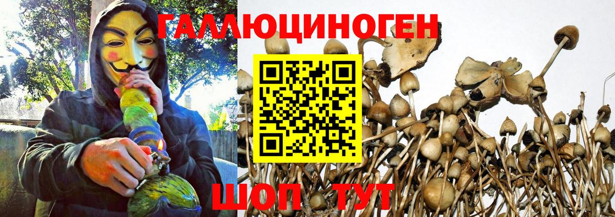 Богородицк  Галлюциногенные грибы MAGIC MUSHROOMS  Вход с VPN  Псилоцибиновые грибы мицелий 